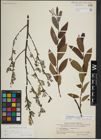 Foto von Salix lapponum L.